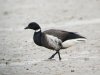 Black Brant at Two Tree Island (Steve Arlow) (58717 bytes)